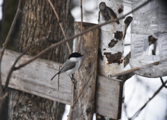 ”確認”　餌なし！