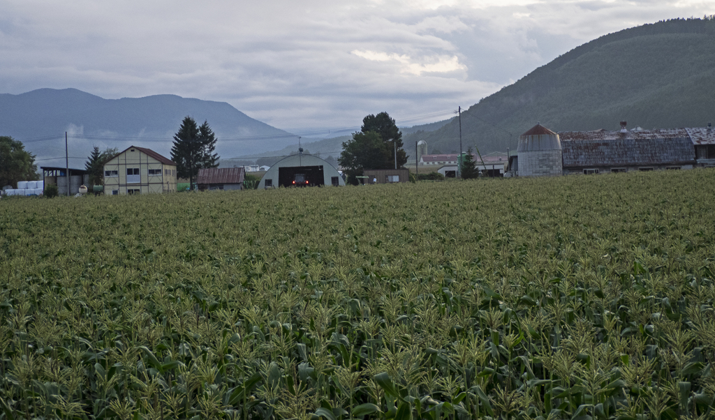 夕暮れのトウモロコシ