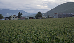 夕暮れのトウモロコシ