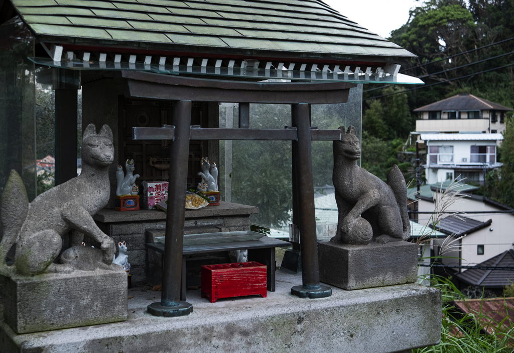 コンコン様の好物は菊正宗