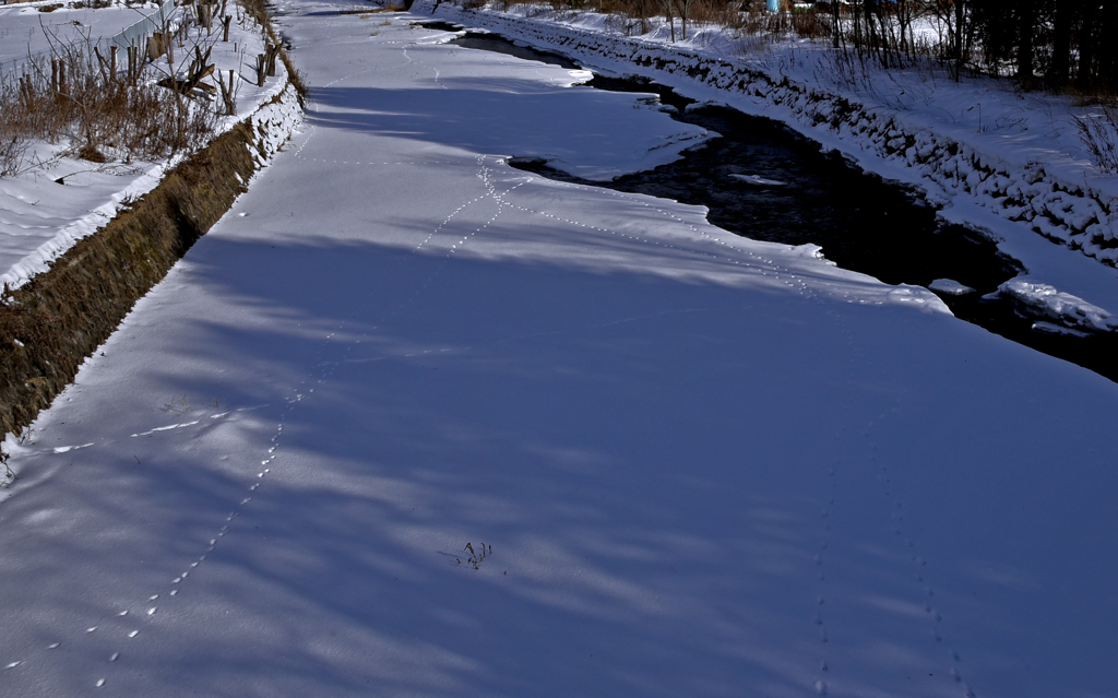 モデル歩きはお狐さま