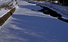 モデル歩きはお狐さま