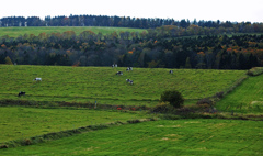 午後の高原牧場 6