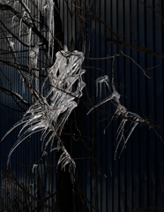 小枝のツララ D