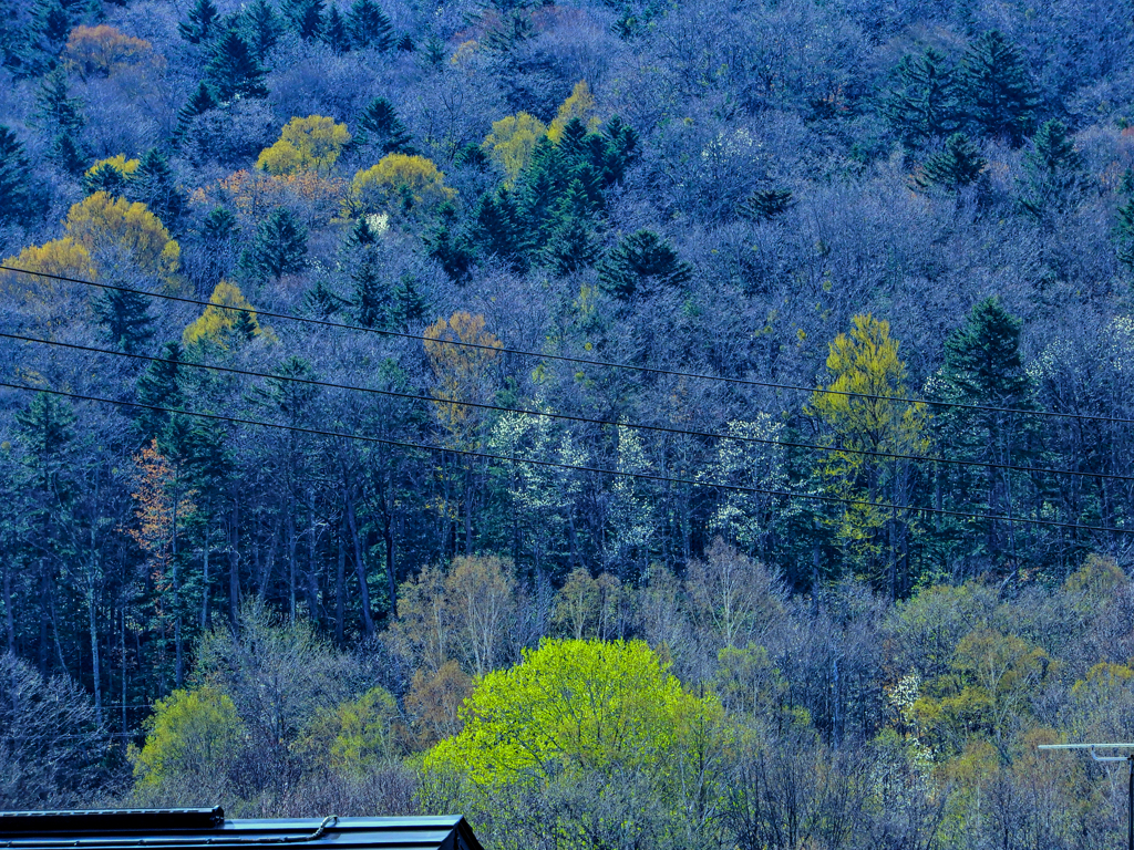 春 森の色どり