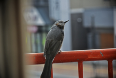 窓越しから　こっそり B