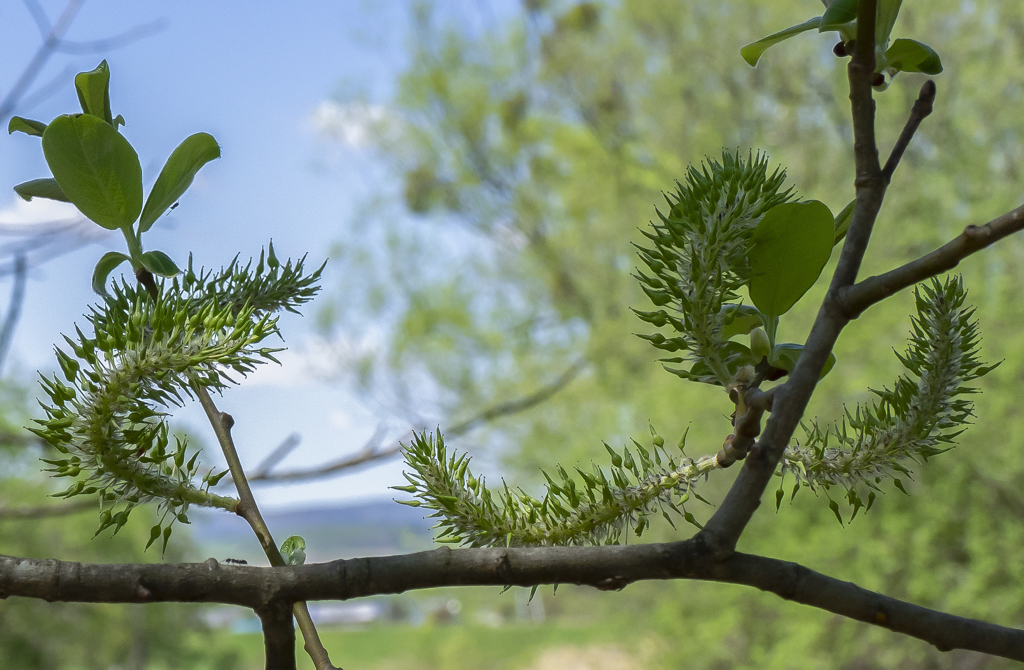 その後の　ネコ柳