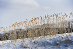 土手にサラサラ春陽気