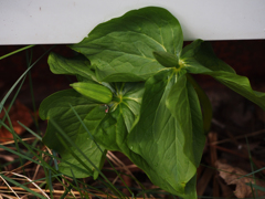 オオバナノエンレイソウ