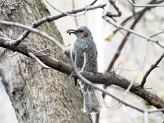 ヒヨドリの自慢