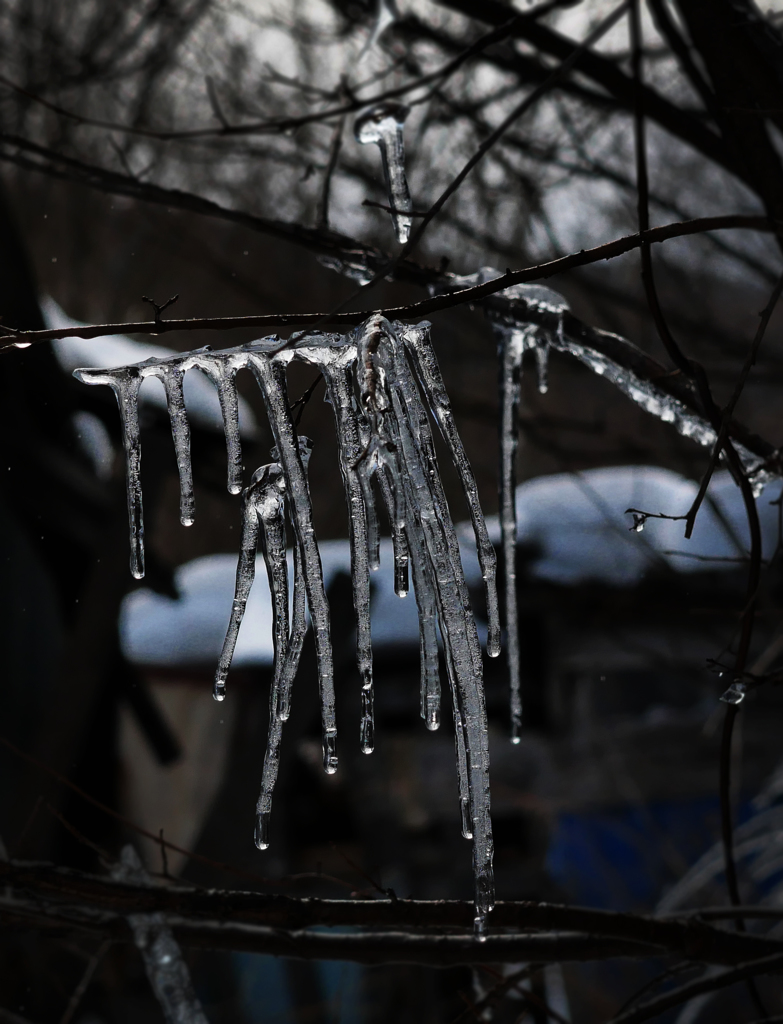 小枝のツララ B
