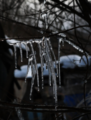 小枝のツララ B