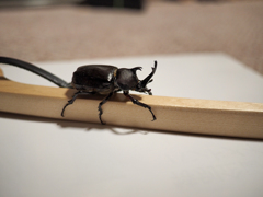 北のカブトムシ C