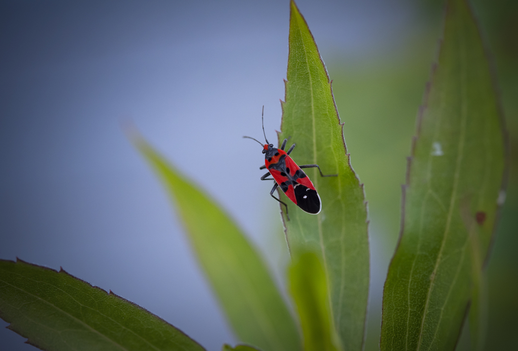 マダラナガカメムシ