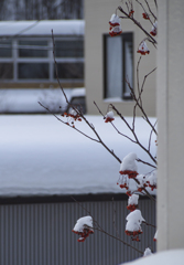 雪帽子
