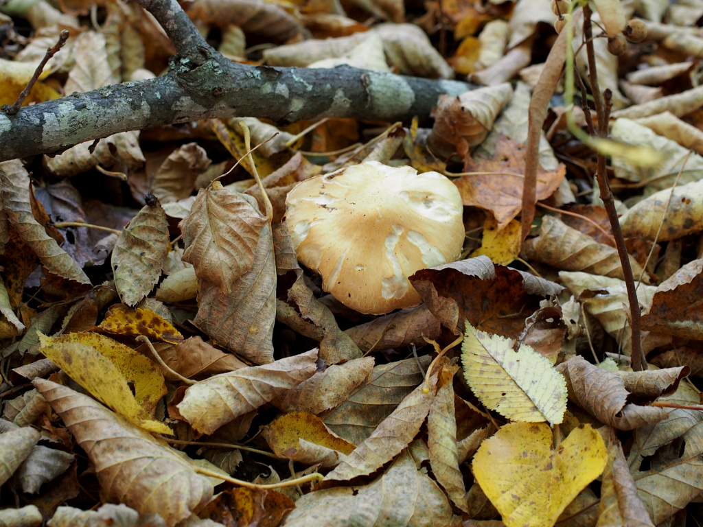 出るものは　食われる