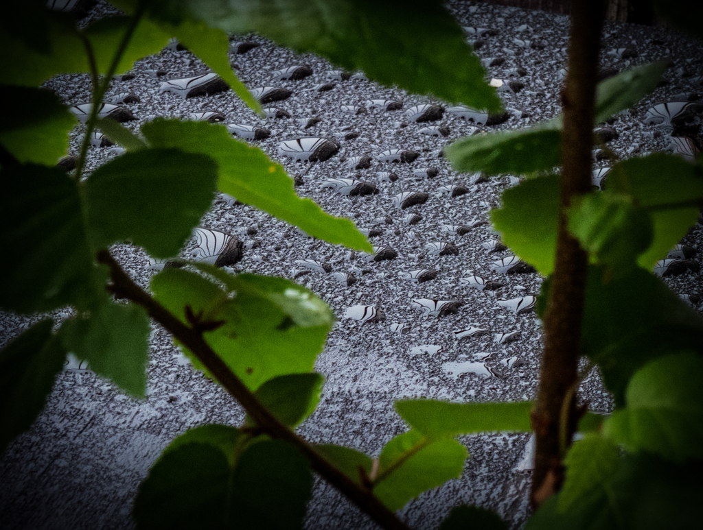 Gペンラインの水滴