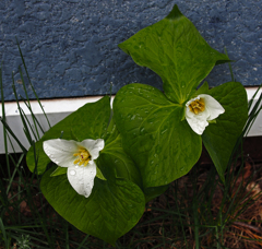 エンレイソウ今日開花
