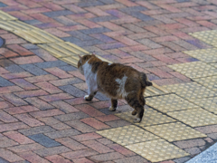 春のねこ