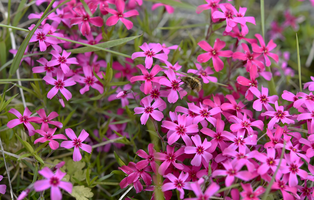 ハチドリみたいなアブ