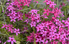 ハチドリみたいなアブ