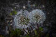 風と共に去りたし