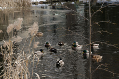 鳥たち