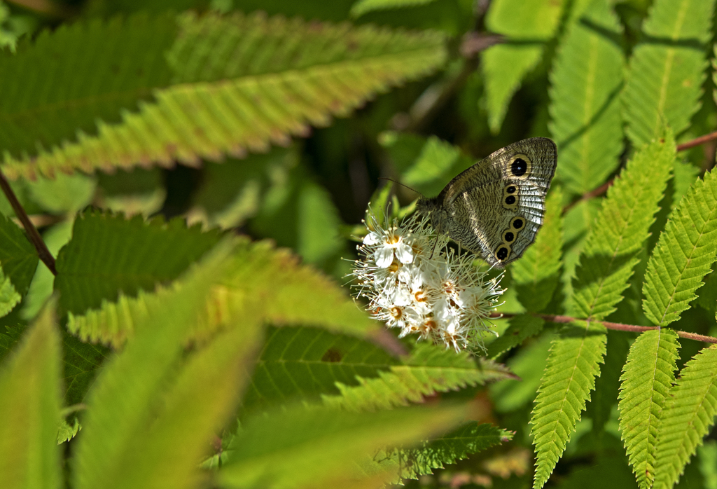 今日見つけた虫たち