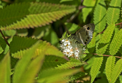 今日見つけた虫たち