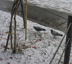 ご馳走はナナカマド