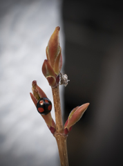 ナミテントウと変な虫