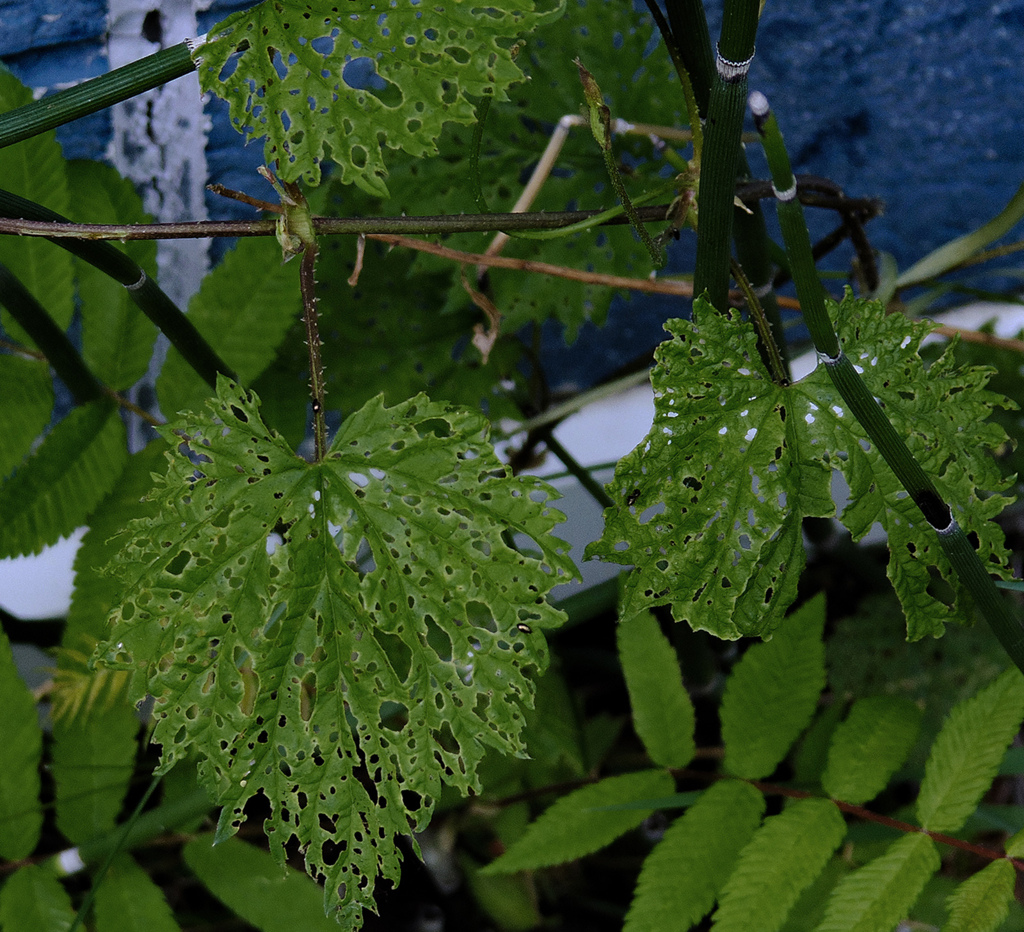 美味しい葉っぱ