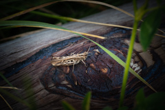 我 この節 好き