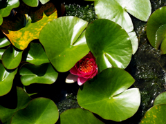 札幌　北大植物園にて
