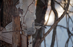 野鳥のおせちはヒマワリの種