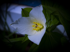 オオバナノエンレイソウ　３