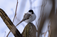 スーパー解像度を試す