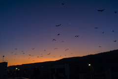 明けに舞う舞うカラスたち