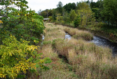 小川も秋 もこもこ