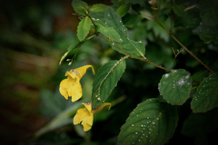 キバナツリブネ