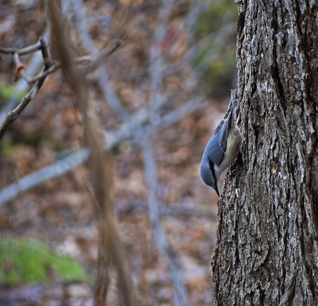 野鳥が訪れる季節