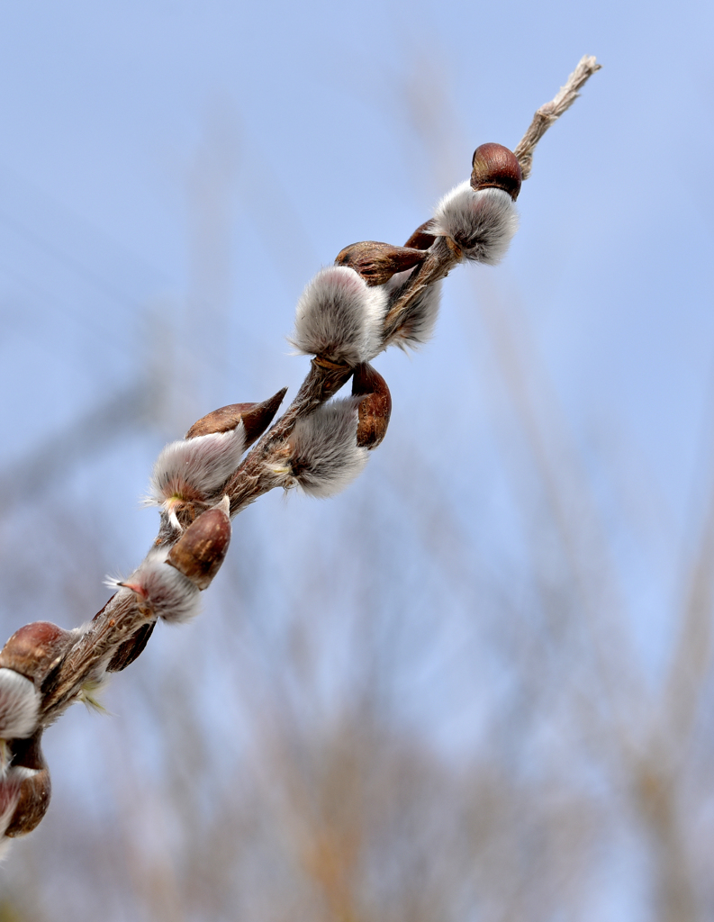 桜まだまだ猫柳
