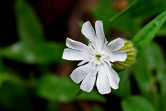 マツヨイセンノウ