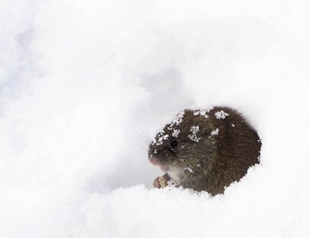 エゾヤチネズミ