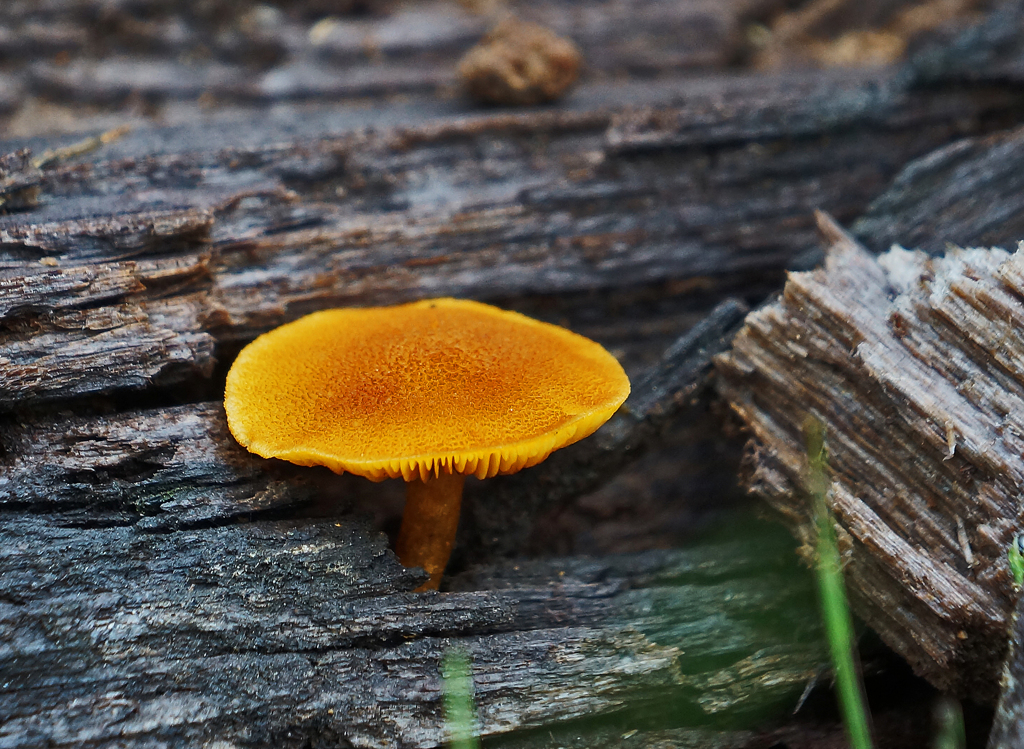 やっぱり　毒でしょう