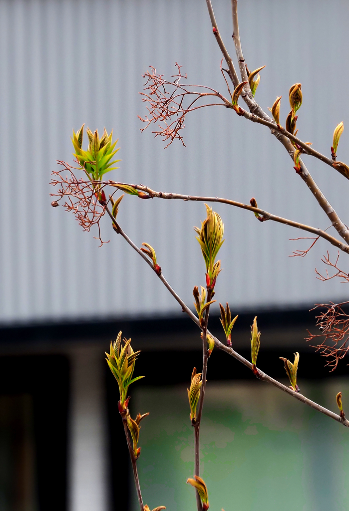 街路樹ちょっぴり緑