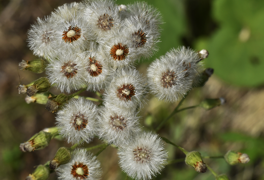 はたちのフキノトウ