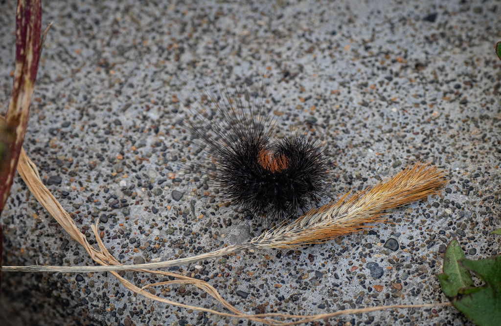 ウニに変身ケムンパス