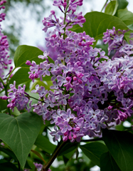 リラの花咲くころ