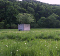 この木のために